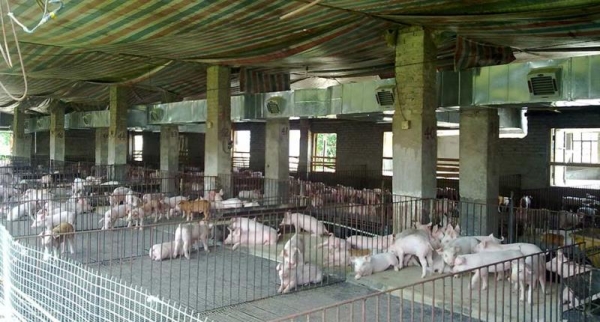 養殖場定點送風降溫